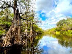 Own Land Near The Peace River, Florida!