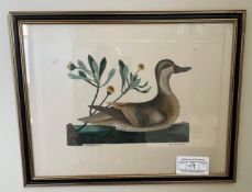 Framed Botanical Style Print by Anas Bahamensis