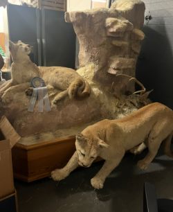 Huge Sportsman's Auction