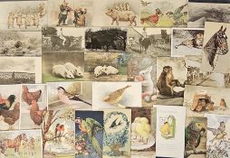 Postcards, Animals, approx. 250 cards featuring horses, donkeys, parrots, poultry, wild animals, zoo
