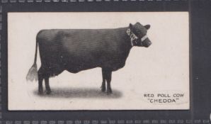 Cigarette card, Taddy, Famous Horses & Cattle, type card, no 24 Red Poll Cow, 'Chedda' (vg) (1)