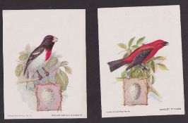 Trade cards, Singer Sewing Machines, Birds, American Singer series, 6 cards (larger than 'P' size,