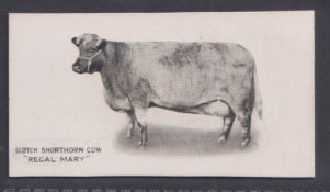 Cigarette card, Taddy, Famous Horses & Cattle, type card, no 20 Scotch Shorthorn Cow, 'Regal