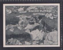 Cigarette card, R. & E. Boyd, Wild Birds at Home, 'L' size, type card, no 9 (gd) (1)