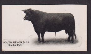 Cigarette card, Taddy, Famous Horses & Cattle, type card, no 8 South Devon Bull 'Elector' (vg) (1)