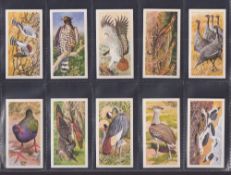Trade cards, Brooke Bond (Rhodesia), African Birds (set, 50 cards) (vg)