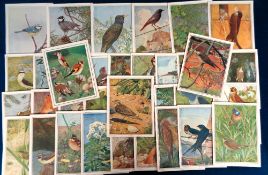 Trade cards, Suchard, Birds, a collection of 35 Menu cards, 'XL' size, all featuring birds (mostly