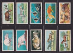 Trade cards, Brooke Bond (South Africa issue), Our Pets (set 50 cards) (vg/ex)