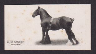 Cigarette card, Taddy, Famous Horses & Cattle, type card, no 44 Shire Stallion, 'Leonardo' (light