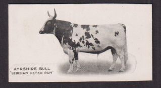 Cigarette card, Taddy, Famous Horses & Cattle, type card, no 19 Ayrshire Bull 'Beuchan Peter Pan' (