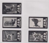 Cigarette cards, Societe Job, Dogs 5 cards, Collie, French Poodle, Wirehaired Fox Terrier, Sky