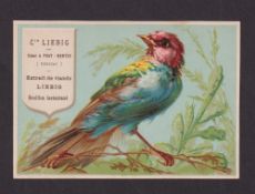 Trade cards, Liebig, S64 Birds IV type card, 'Card B', 'Uccello con testa rosa e petto azzurro' (