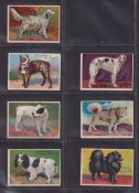 Cigarette cards, USA, Khedival Company Prize Dog Series 7/10 English Setter Rocks Count, Boston