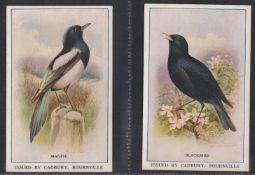 Trade cards, mixture 38 Reward cards, all Bird related P size Cadbury Black Printed backs (15),