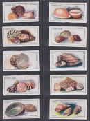 Trade cards, Cerebos, Sea Shells (set 100 cards) all with 'Bisto Gravy Maker' backs (gen gd)