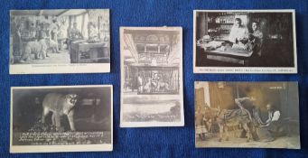 Postcards, Animals, 5 cards, Dumb Friends League Animal Hospital, a spectacular German Taxidermist