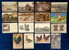 Postcards, Poultry, 16 cards to include RPs, printed and artist drawn. 10 advertising (Armitage