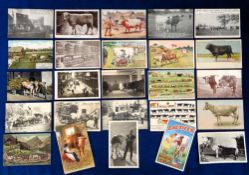 Postcards, Cattle, 25 cards to include advertising (Thorley's Cake, Lactifer, Welford & Sons Farms