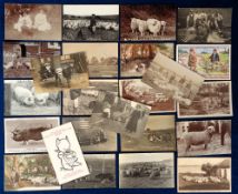 Postcards, Sheep, Goats and Pigs 24 cards, RPs, printed and artist drawn to include goat carts (