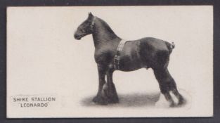 Cigarette card, Taddy, Famous Horses & Cattle, type card, no 44, Shire Stallion, 'Leonardo' (vg) (