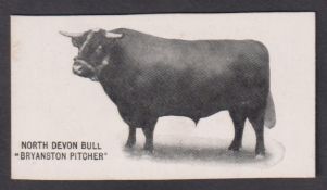 Cigarette card, Taddy, Famous Horses & Cattle, type card, no 2, Devon Bull, 'Bryanston Pitcher' (vg)