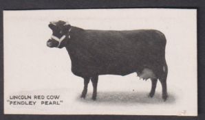 Cigarette card, Taddy, Famous Horses & Cattle, type card, no 12, Lincoln Red Cow, 'Pendley Pearl' (