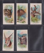 Cigarette cards, USA, Goodwin's, Wild Animals of the World, five cards, Painted Ocelot, Porcupine,