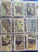 Trade cards, Netherlands, large album of trade cards including sets (7) Verkade Apes & Wildlife (144