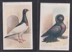 Trade cards, Feathered World, 31 P sized cards of birds (mainly pigeons) plus 5 duplicates (22