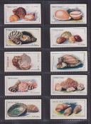Trade cards, Cerebos Sea Shells (set 100 cards) mixed brand backs (gen gd)