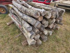 Locust Posts