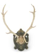Antlers with ornamental carving