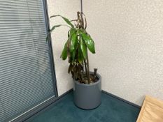 Grey Plastic Plant Pot & Plant