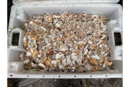 NO RESERVE Scallop Shells x125 Tubs