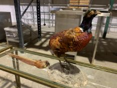 Taxidermy Pheasant