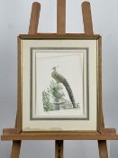 Artwork Peacock Print