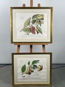 Artwork Latin Botanical Medicinal Flora Prints x 2