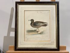 Bird Artwork Framed