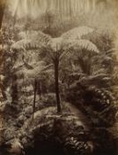 A MISCELLANEOUS COLLECTION OF PHOTOGRAPHS OF COLONIAL CEYLON (SRI LANKA), MOSTLY 19TH CENTURY