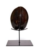 A COCO DE MER (LODOICEA MALDIVICA), SEYCHELLES, 20TH CENTURY
