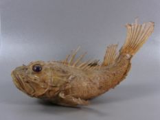 Drachenkopf Fischpräparat