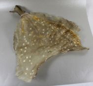 Fisch Präparat