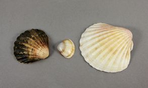 Konvolut Muscheln