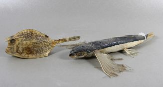 Konvolut Fischpräparate