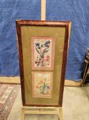 Print Artwork Exotic Flowers With Insects After Dara Shikoh. 1630-1640 Depicts Insects, Likely