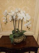 An artificial floral arrangement comprising multiple stems of white Phalaenopsis-style orchids