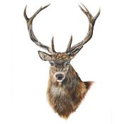 Stag Limited Edition museum-grade giclée print framed and glazed by Charlotte Sutton 66 x 82cm (
