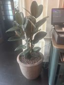 Old Stone Plain Round Wavy Rim planter with subtle pie-crust rim design 51 x 49cm (Location Leaf