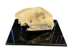 TAXIDERMY MOUNTAIN LION SKULL ON PLAQUE