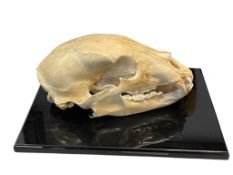 TAXIDERMY BEAR SKULL ON BLACK DISPLAY PLAQUE